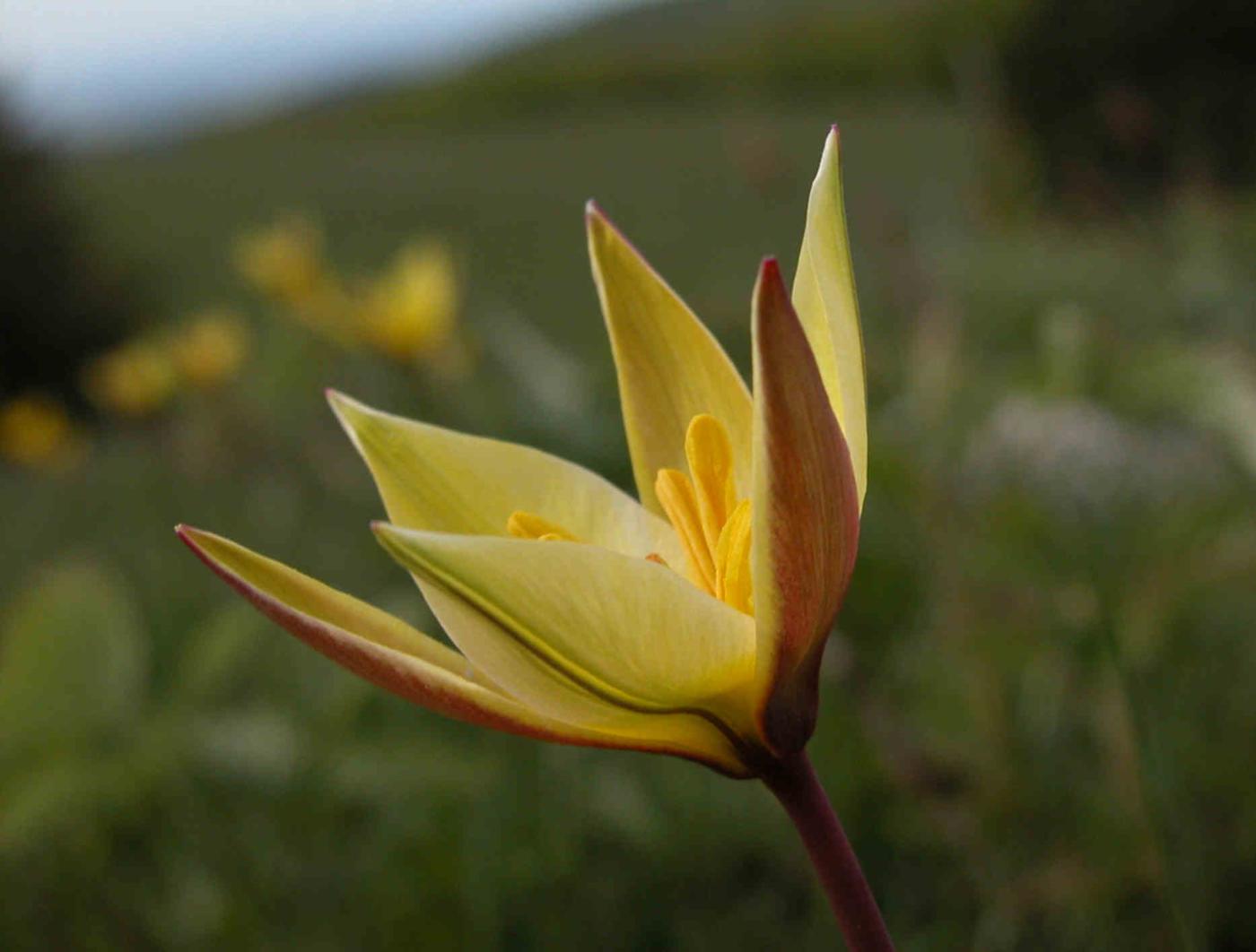 Tulip, Southern Wild flower